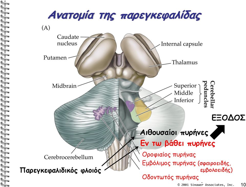 Παρεγκεφαλιδικός φλοιός Οροφιαίος πυρήνας