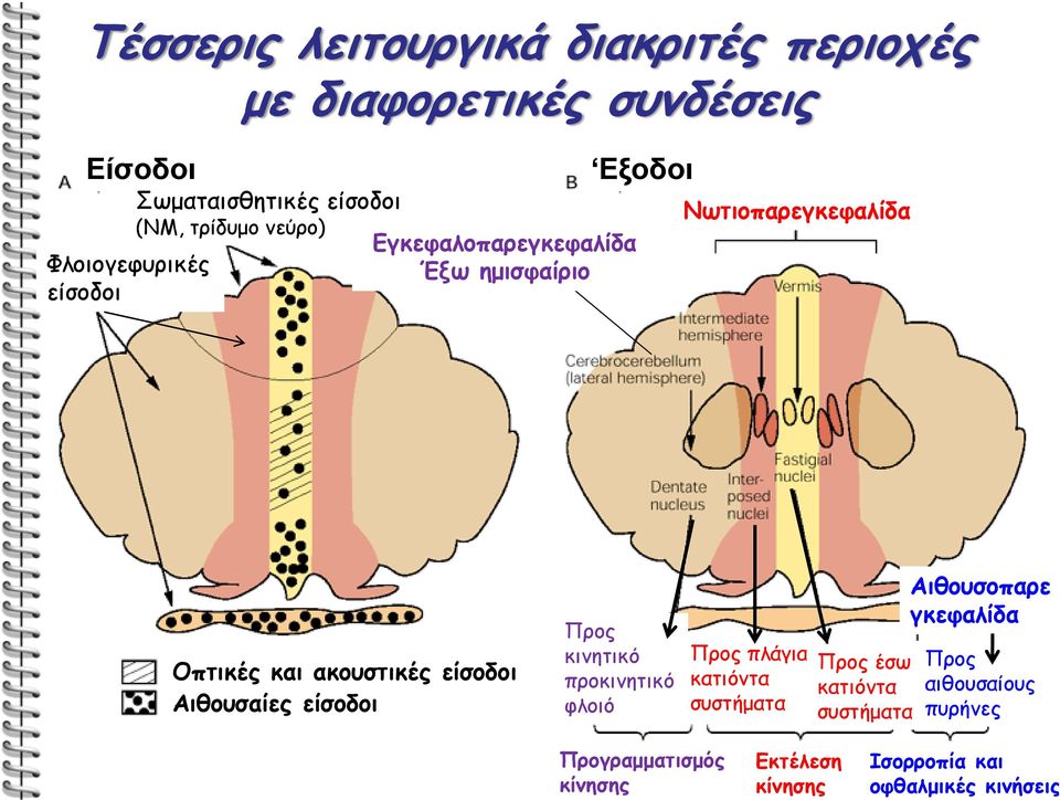 είσοδοι Αιθουσαίες είσοδοι Προς κινητικό προκινητικό φλοιό Προς πλάγια κατιόντα συστήματα Προς έσω κατιόντα συστήματα