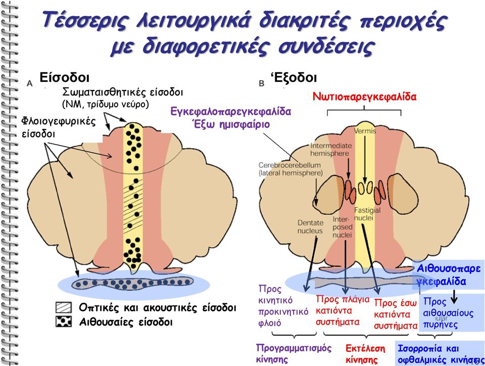 είσοδοι Αιθουσαίες είσοδοι Προς κινητικό προκινητικό φλοιό Προς πλάγια κατιόντα συστήματα Προς έσω κατιόντα συστήματα