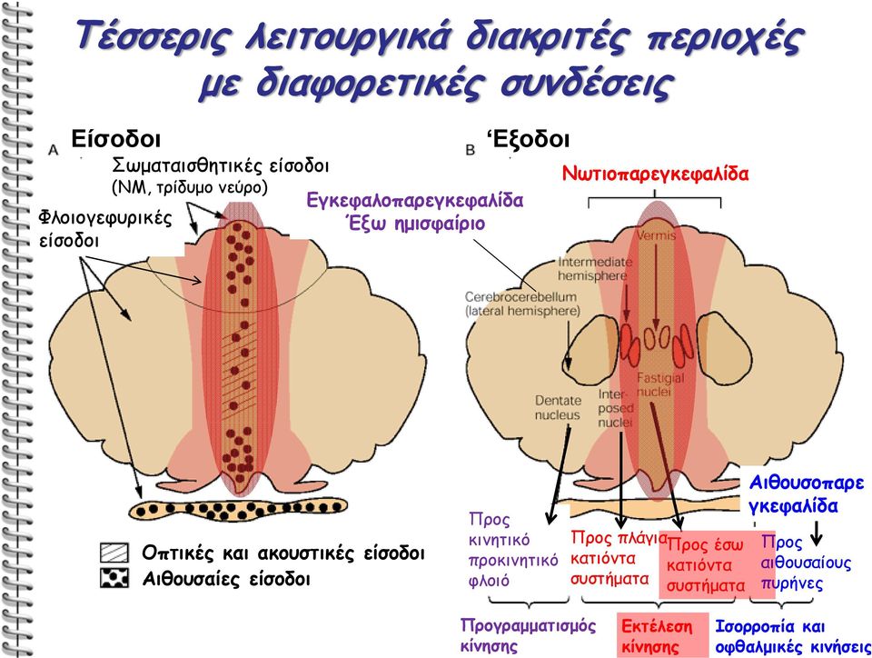 είσοδοι Αιθουσαίες είσοδοι Προς κινητικό προκινητικό φλοιό Προς πλάγια Προς έσω κατιόντα κατιόντα συστήματα συστήματα