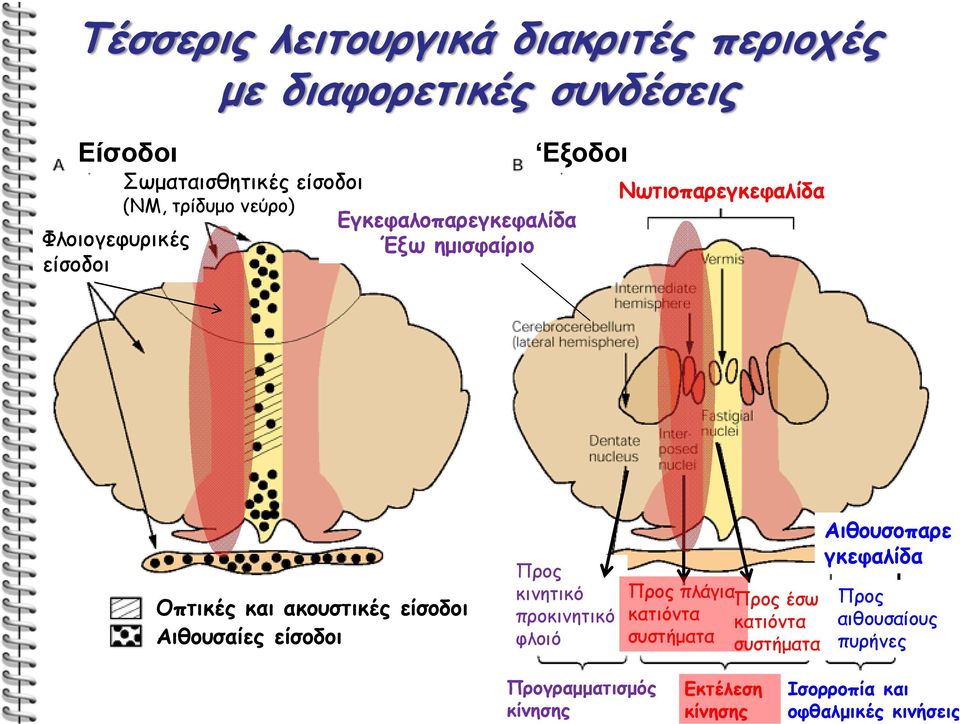 είσοδοι Αιθουσαίες είσοδοι Προς κινητικό προκινητικό φλοιό Προς πλάγια Προς έσω κατιόντα κατιόντα συστήματα συστήματα