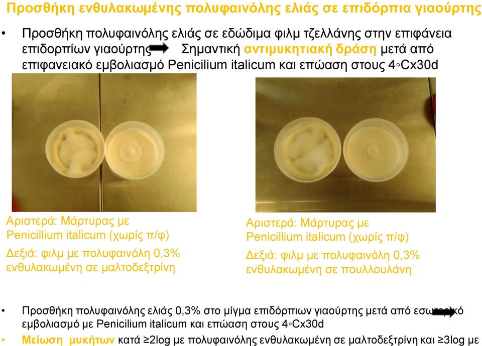 ενθυλακωμένη σε μαλτοδεξτρίνη Αριστερά: Μάρτυρας με Penicillium italicum (χωρίς π/φ) Δεξιά: φιλμ με πολυφαινόλη 0,3% ενθυλακωμένη σε πουλλουλάνη Προσθήκη πολυφαινόλης ελιάς 0,3%