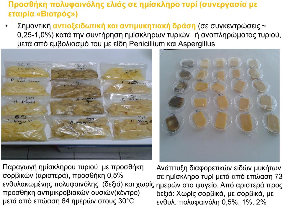 Ανάπτυξη διαφορετικών ειδών μυκήτων σορβικών (αριστερά), προσθήκη 0,5% σε ημίσκληρο τυρί μετά από επώαση 73 ενθυλακωμένης πολυφαινόλης (δεξιά) και χωρίς ημερών στο