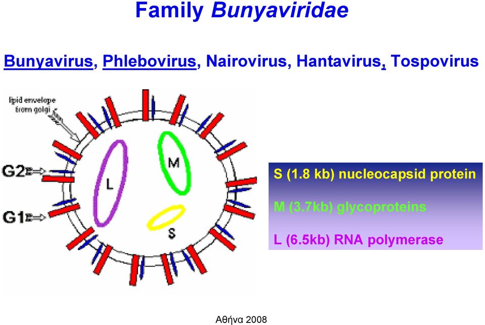 Tospovirus S (1.