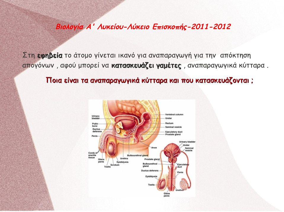 μπορεί να κατασκευάζει γαμέτες, αναπαραγωγικά