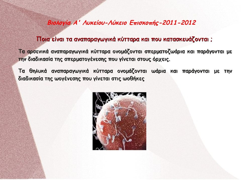 διαδικασία της σπερματογένεσης που γίνεται στους όρχεις.