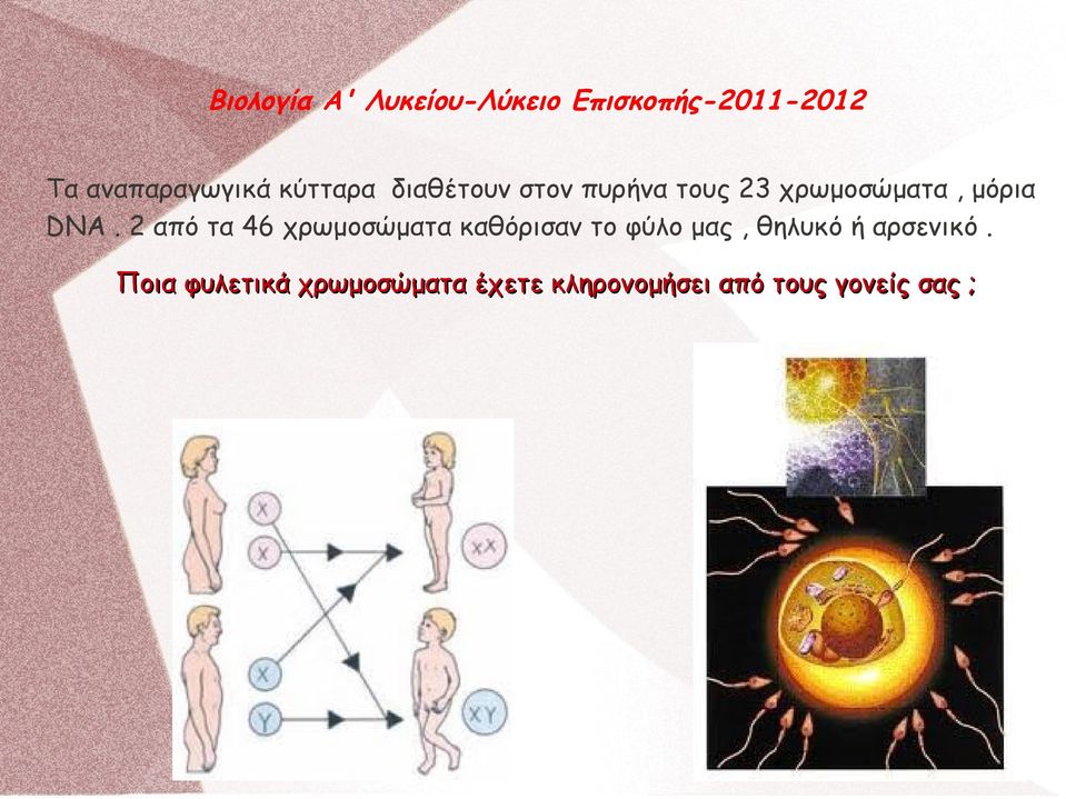 2 από τα 46 χρωμοσώματα καθόρισαν το φύλο μας,
