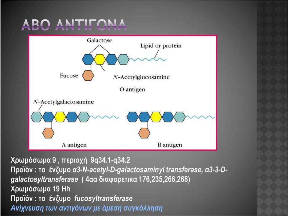 α3-3-d- galactosyltransferase ( 4αα διαφορετικα 176,235,266,268)