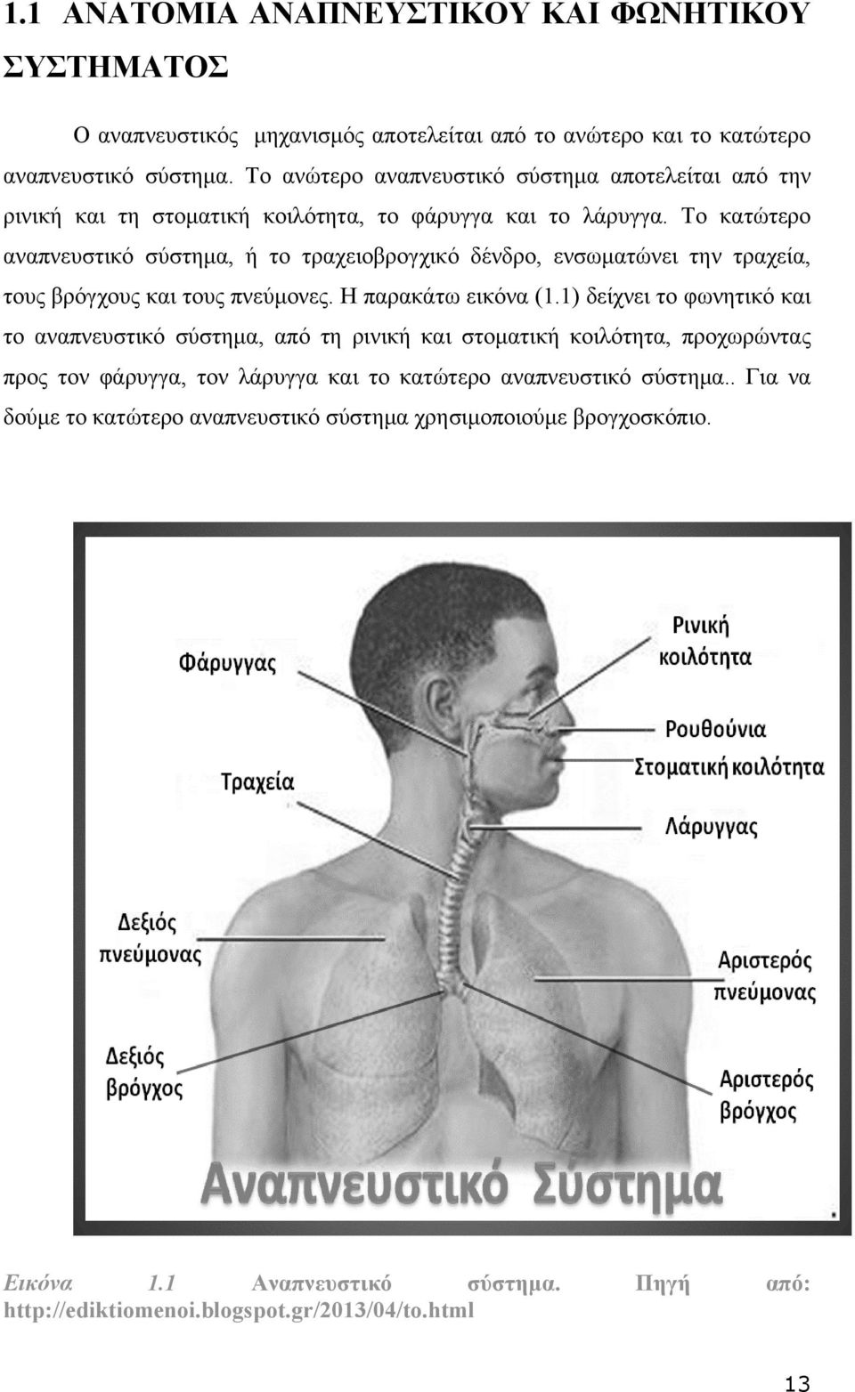 Το κατώτερο αναπνευστικό σύστημα, ή το τραχειοβρογχικό δένδρο, ενσωματώνει την τραχεία, τους βρόγχους και τους πνεύμονες. Η παρακάτω εικόνα (1.