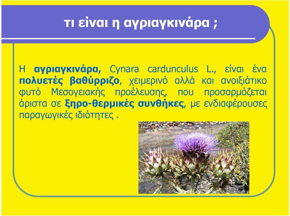 ανοιξιάτικο φυτό Μεσογειακής προέλευσης, που προσαρµόζεται