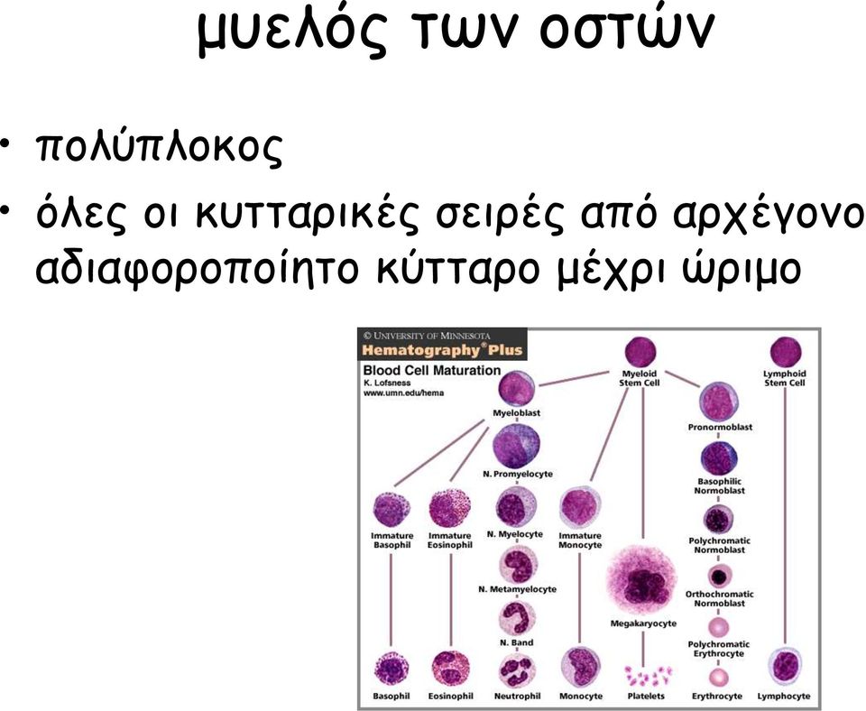 κυτταρικές σειρές από