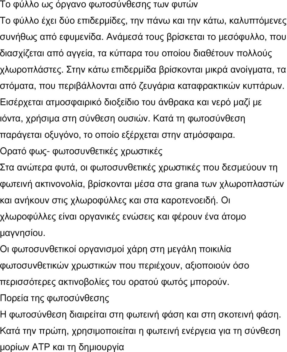 Στην κάτω επιδερμίδα βρίσκονται μικρά ανοίγματα, τα στόματα, που περιβάλλονται από ζευγάρια καταφρακτικών κυττάρων.