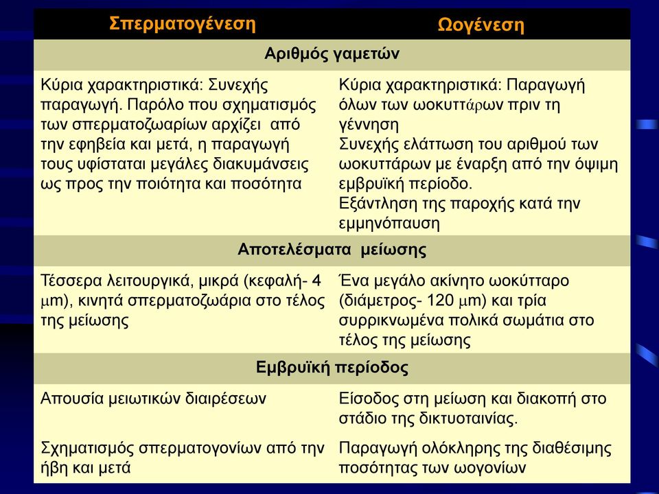 mm), κινητά σπερματοζωάρια στο τέλος της μείωσης Αποτελέσματα μείωσης Εμβρυϊκή περίοδος Κύρια χαρακτηριστικά: Παραγωγή όλων των ωοκυττάρων πριν τη γέννηση Συνεχής ελάττωση του αριθμού των ωοκυττάρων