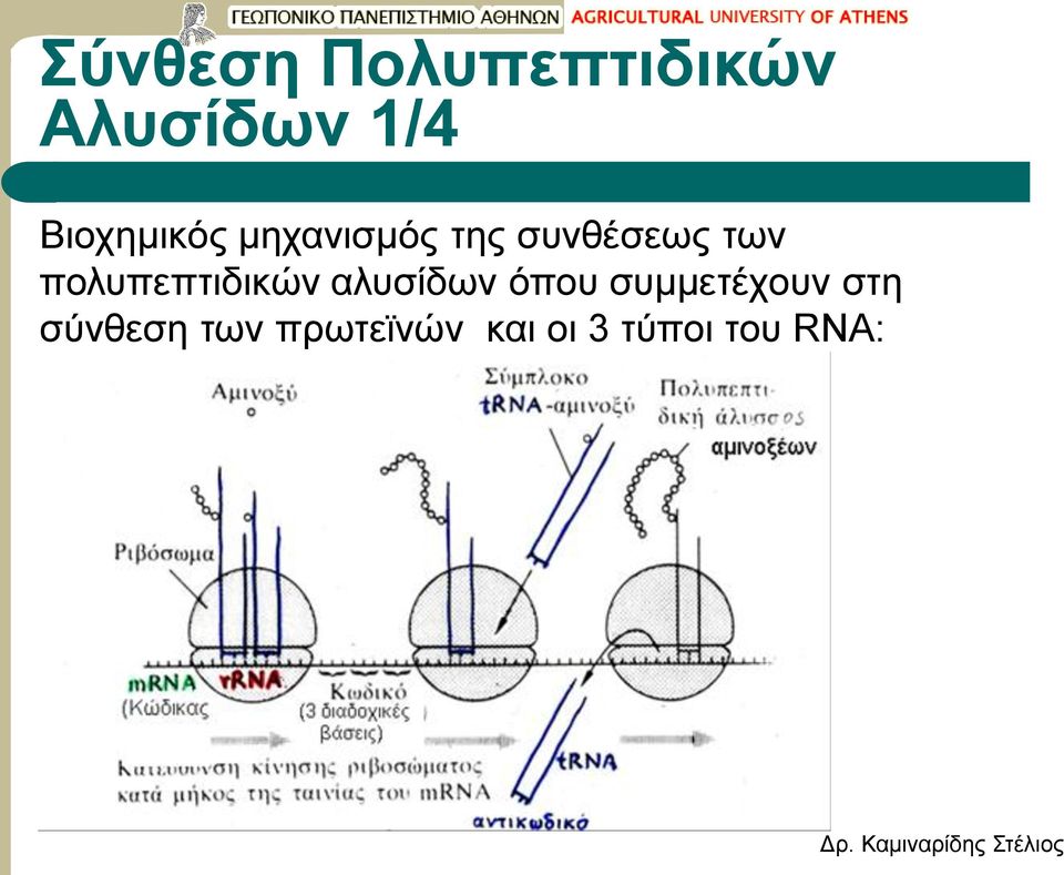 πολυπεπτιδικών αλυσίδων όπου συμμετέχουν