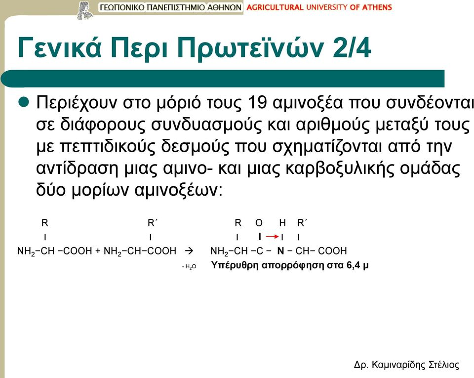 από την αντίδραση μιας αμινο- και μιας καρβοξυλικής ομάδας δύο μορίων αμινοξέων: R R R