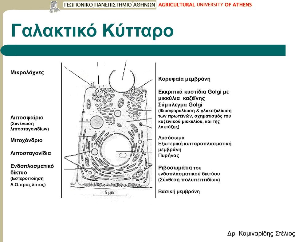 προς λίπος) Κορυφαία μεμβράνη Εκκριτικά κυστίδια Golgi με μικκύλια καζεΐνης Σύμπλεγμα Golgi (Φωσφορυλίωση &