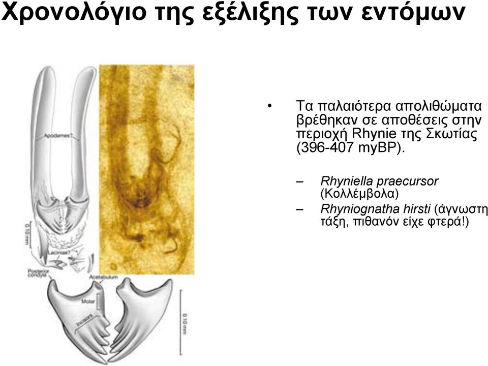 της Σκωτίας (396-407 mybp).