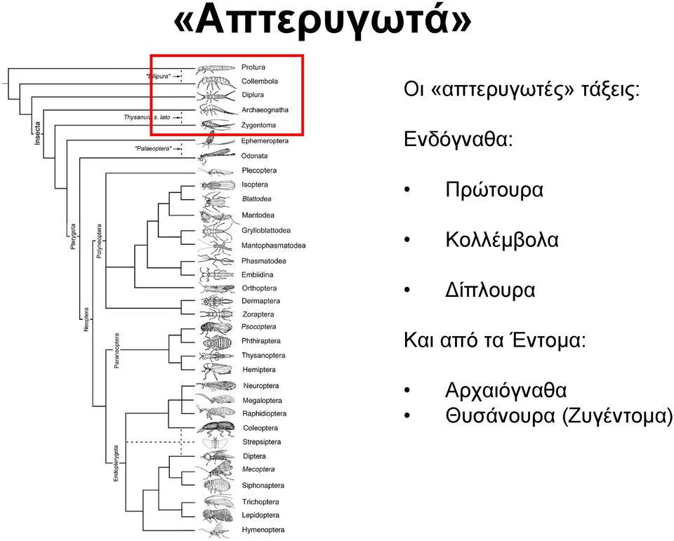 Κολλέμβολα Δίπλουρα Και από τα