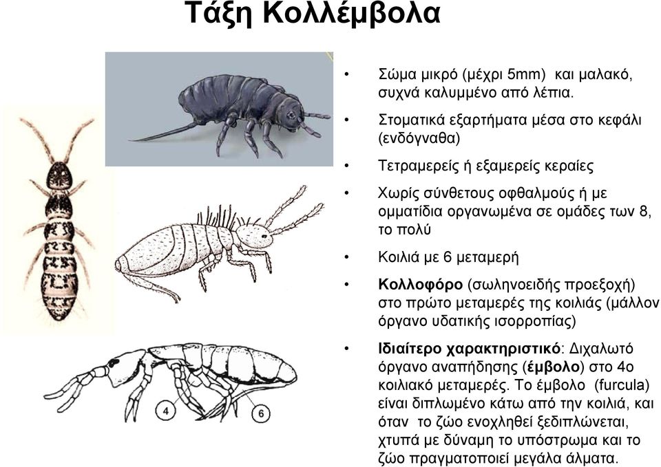 πολύ Κοιλιά με 6 μεταμερή Κολλοφόρο (σωληνοειδής προεξοχή) στο πρώτο μεταμερές της κοιλιάς (μάλλον όργανο υδατικής ισορροπίας) Ιδιαίτερο χαρακτηριστικό: