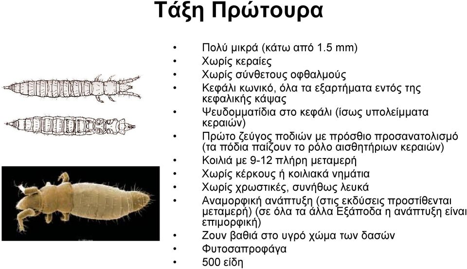 υπολείμματα κεραιών) Πρώτο ζεύγος ποδιών με πρόσθιο προσανατολισμό (τα πόδια παίζουν το ρόλο αισθητήριων κεραιών) Κοιλιά με 9-12 πλήρη