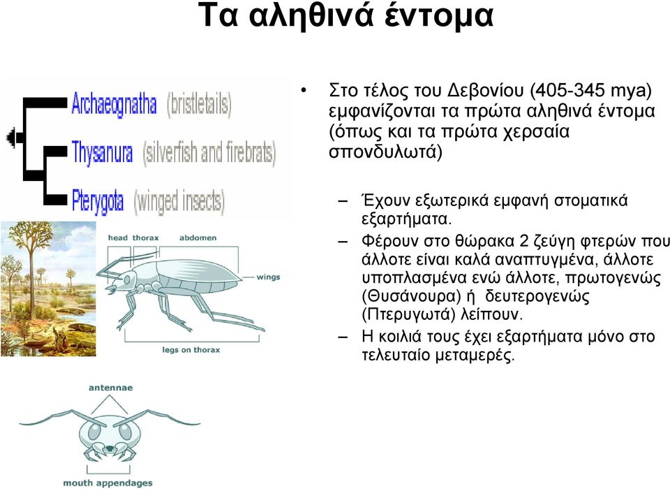 Φέρουν στο θώρακα 2 ζεύγη φτερών που άλλοτε είναι καλά αναπτυγμένα, άλλοτε υποπλασμένα ενώ άλλοτε,