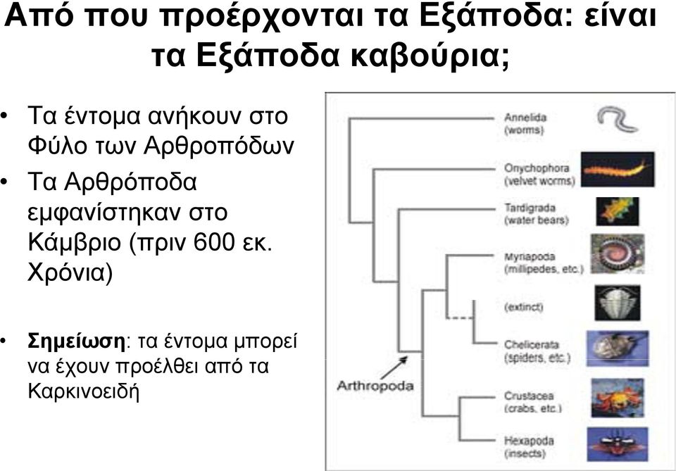 Αρθρόποδα εμφανίστηκαν στο Κάμβριο (πριν 600 εκ.