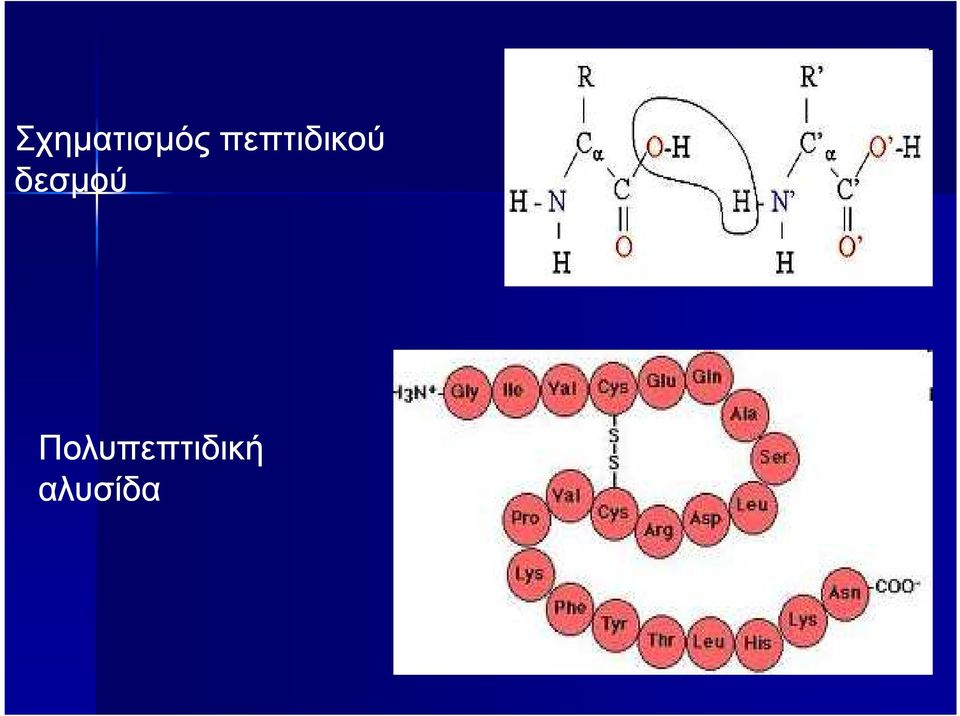 δεσµού