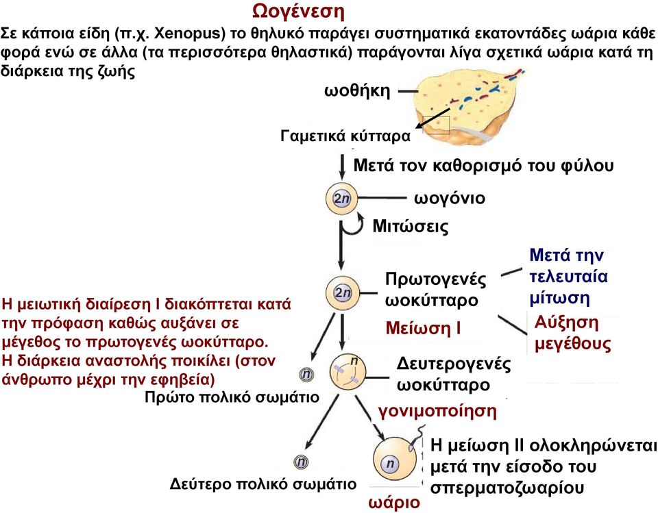 ζωής ωοθήκη Η μειωτική διαίρεση Ι διακόπτεται κατά την πρόφαση καθώς αυξάνει σε μέγεθος το πρωτογενές ωοκύτταρο.