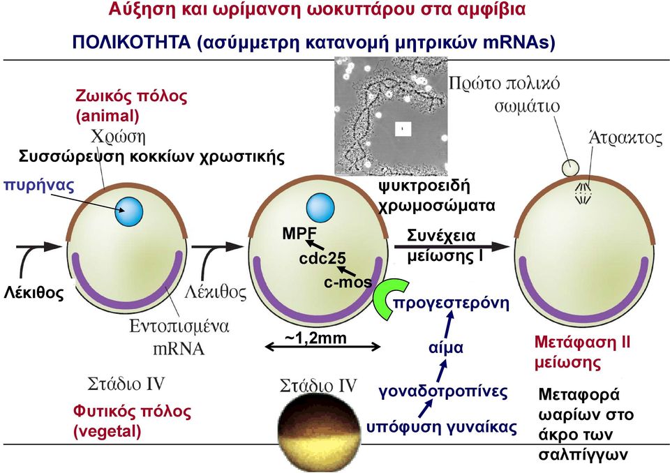 c-mos ψυκτροειδή χρωμοσώματα Συνέχεια μείωσης Ι προγεστερόνη Φυτικός πόλος (vegetal)