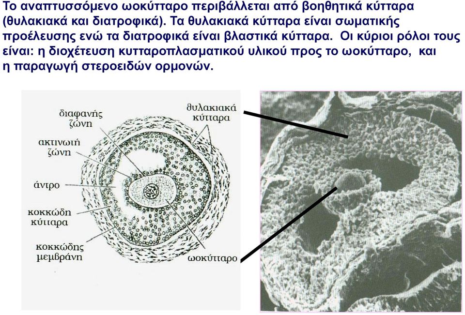 Τα θυλακιακά κύτταρα είναι σωματικής προέλευσης ενώ τα διατροφικά είναι