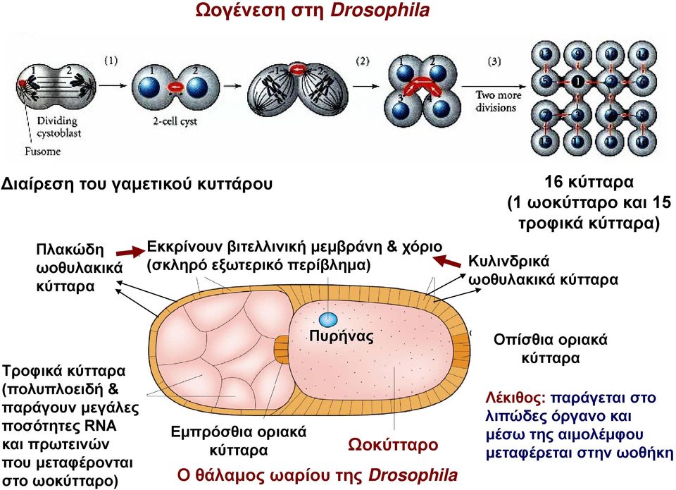 παράγουν μεγάλες ποσότητες RNA και πρωτεινών που μεταφέρονται στο ωοκύτταρο) Πυρήνας Εμπρόσθια οριακά κύτταρα Ωοκύτταρο Ο θάλαμος