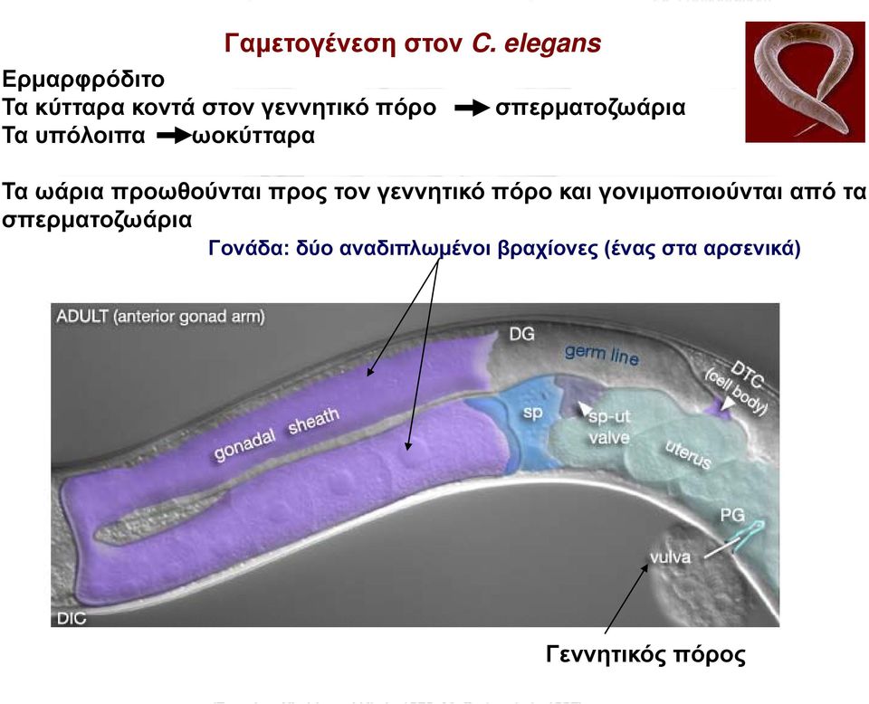 σπερματοζωάρια Τα υπόλοιπα ωοκύτταρα Τα ωάρια προωθούνται προς τον