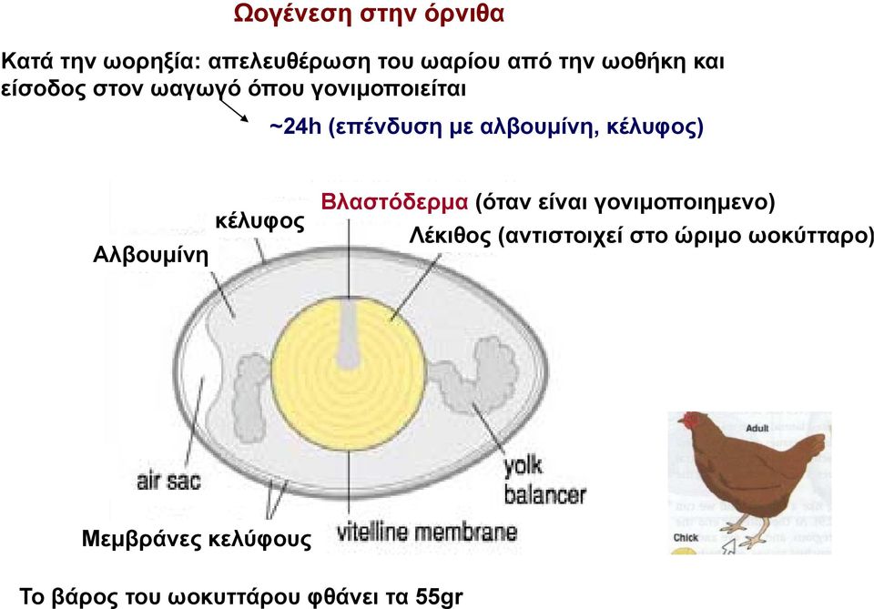 κέλυφος) Αλβουμίνη κέλυφος Βλαστόδερμα (όταν είναι γονιμοποιημενο) Λέκιθος