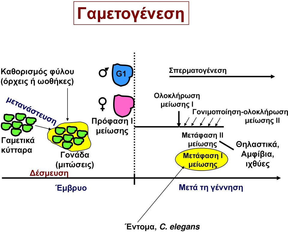 Ολοκλήρωση μείωσης Ι Γονιμοποίηση-ολοκλήρωση η η μείωσης ΙΙ Μετάφαση ΙΙ
