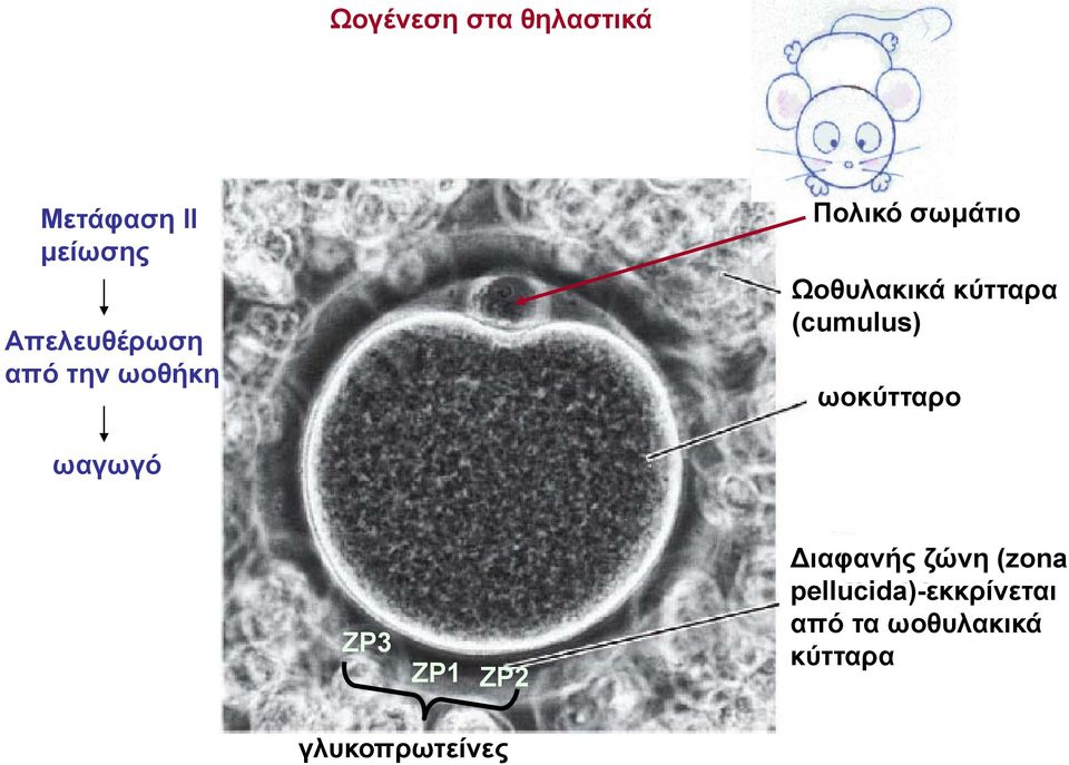 (cumulus) ωοκύτταρο ωαγωγό ΖΡ3 ΖΡ1 ΖΡ2 ιαφανής ζώνη