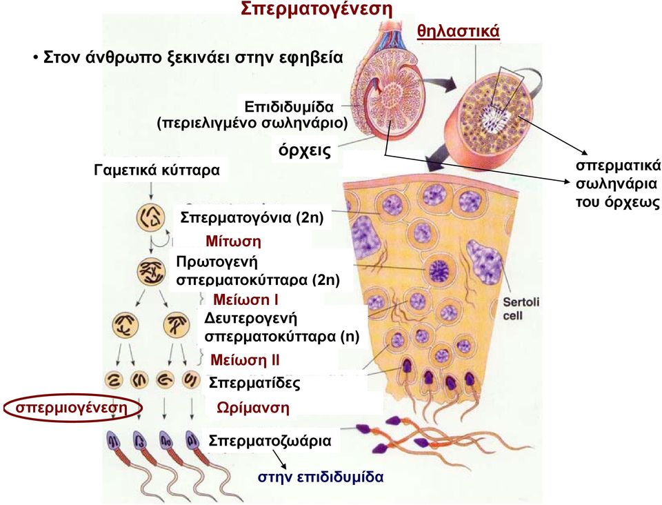 (2n) Μίτωση Πρωτογενή σπερματοκύτταρα (2n) Μείωση Ι ευτερογενή σπερματοκύτταρα (n)