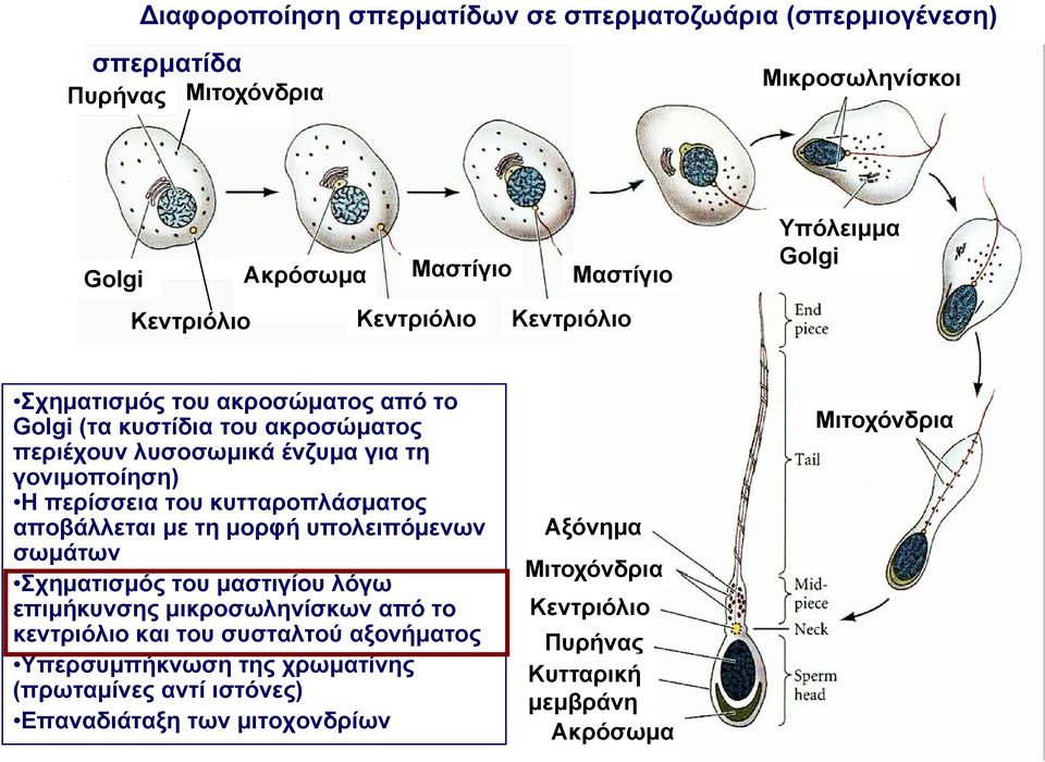 κυτταροπλάσματος αποβάλλεται με τη μορφή υπολειπόμενων σωμάτων Σχηματισμός Σ ό του μαστιγίου λόγω επιμήκυνσης μικροσωληνίσκων από το κεντριόλιο και του συσταλτού