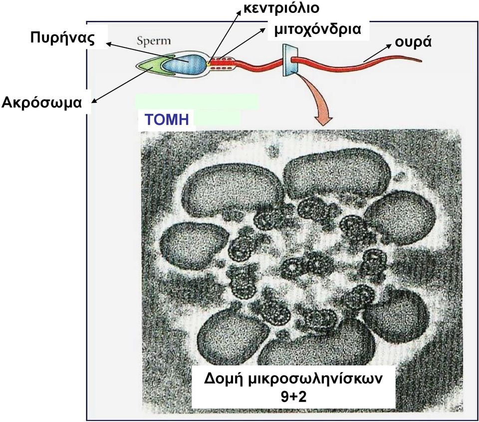 Ακρόσωμα ΤΟΜΗ ομή