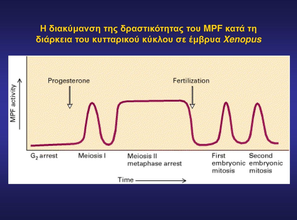 κατά τη διάρκεια του