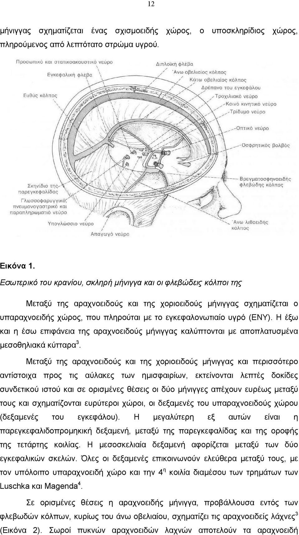 (ΕΝΥ). Η έξω και η έσω επιφάνεια της αραχνοειδούς µήνιγγας καλύπτονται µε αποπλατυσµένα µεσοθηλιακά κύτταρα 3.