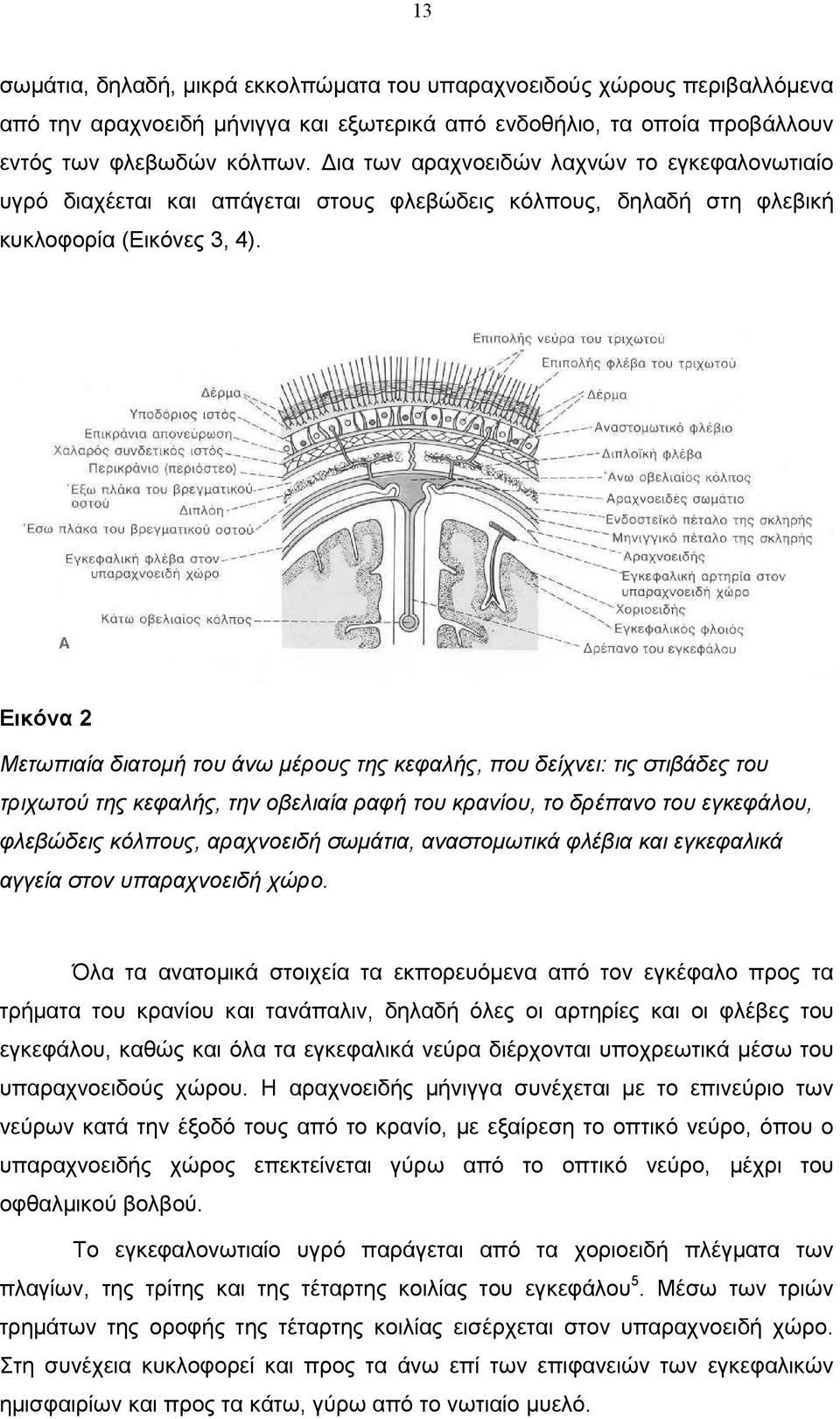 Εικόνα 2 Μετωπιαία διατοµή του άνω µέρους της κεφαλής, που δείχνει: τις στιβάδες του τριχωτού της κεφαλής, την οβελιαία ραφή του κρανίου, το δρέπανο του εγκεφάλου, φλεβώδεις κόλπους, αραχνοειδή