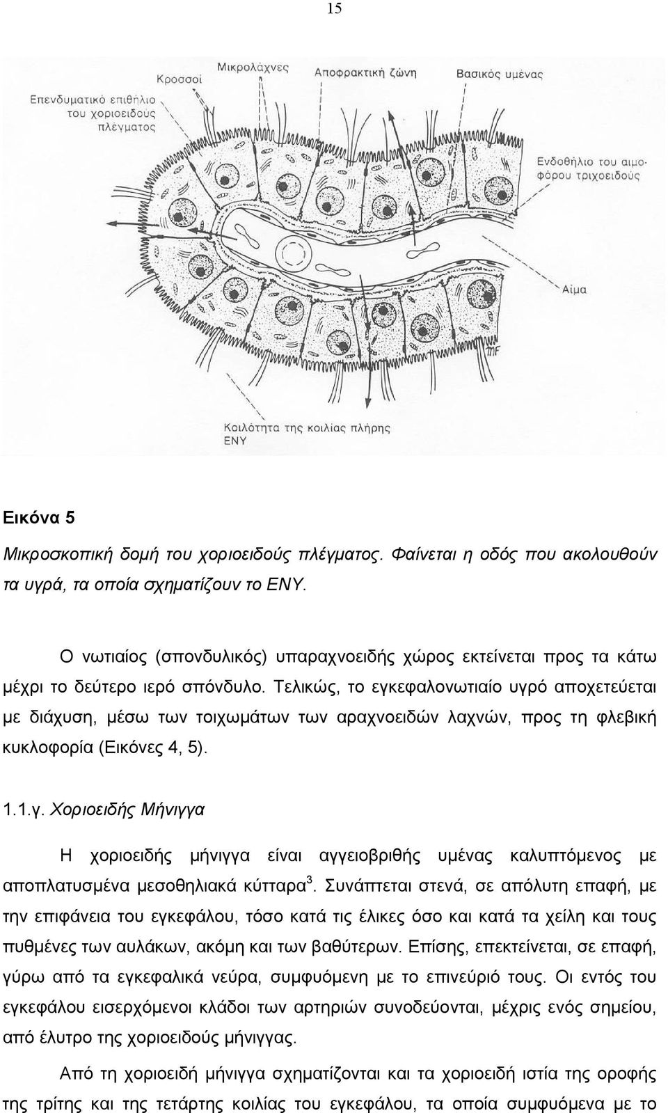 Τελικώς, το εγκεφαλονωτιαίο υγρό αποχετεύεται µε διάχυση, µέσω των τοιχωµάτων των αραχνοειδών λαχνών, προς τη φλεβική κυκλοφορία (Εικόνες 4, 5). 1.1.γ. Χοριοειδής Μήνιγγα Η χοριοειδής µήνιγγα είναι αγγειοβριθής υµένας καλυπτόµενος µε αποπλατυσµένα µεσοθηλιακά κύτταρα 3.
