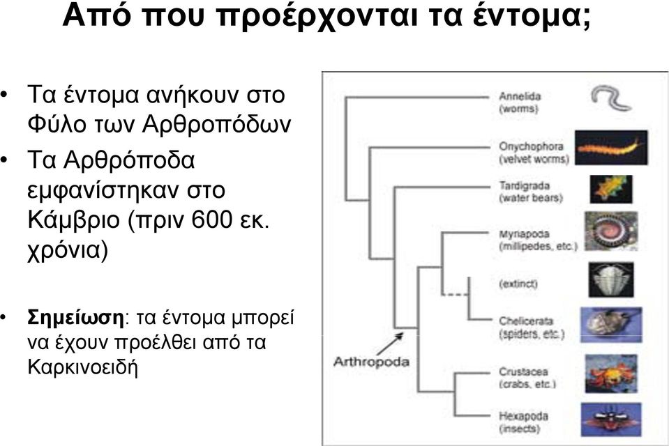 εμφανίστηκαν στο Κάμβριο (πριν 600 εκ.