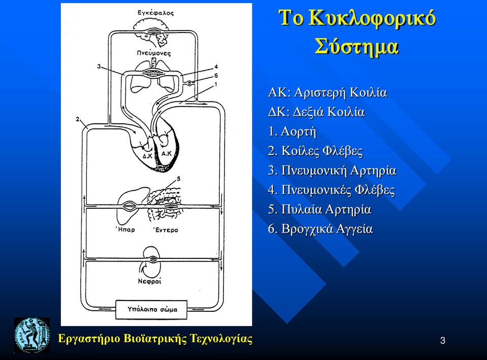 Πνευμονική Αρτηρία 4. Πνευμονικές Φλέβες 5.