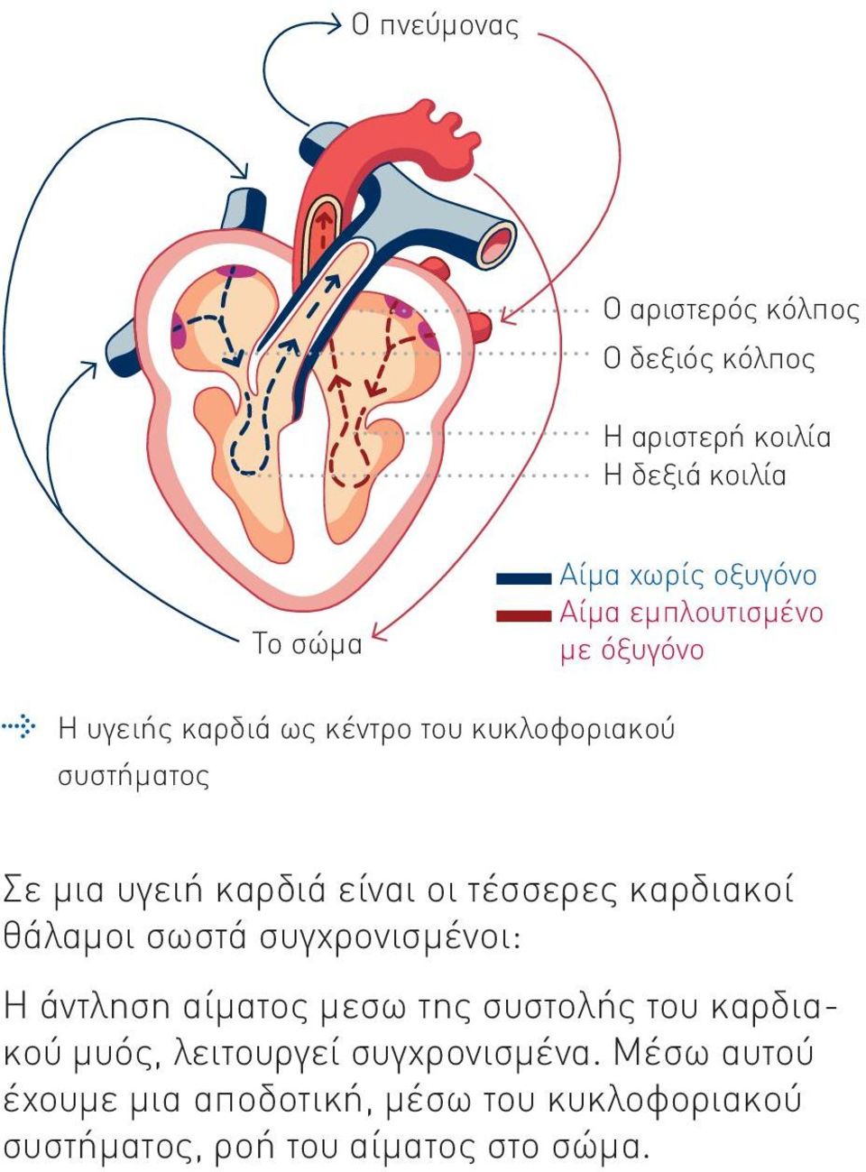 τέσσερες καρδιακοί θάλαμοι σωστά συγχρονισμένοι: Η άντληση αίματος μεσω της συστολής του καρδιακού μυός,