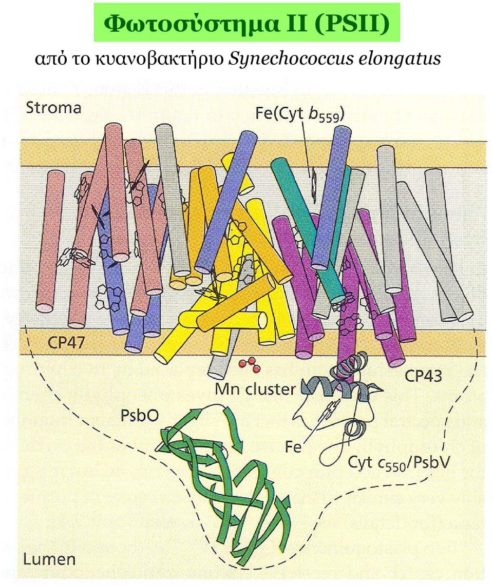 κυανοβακτήριο