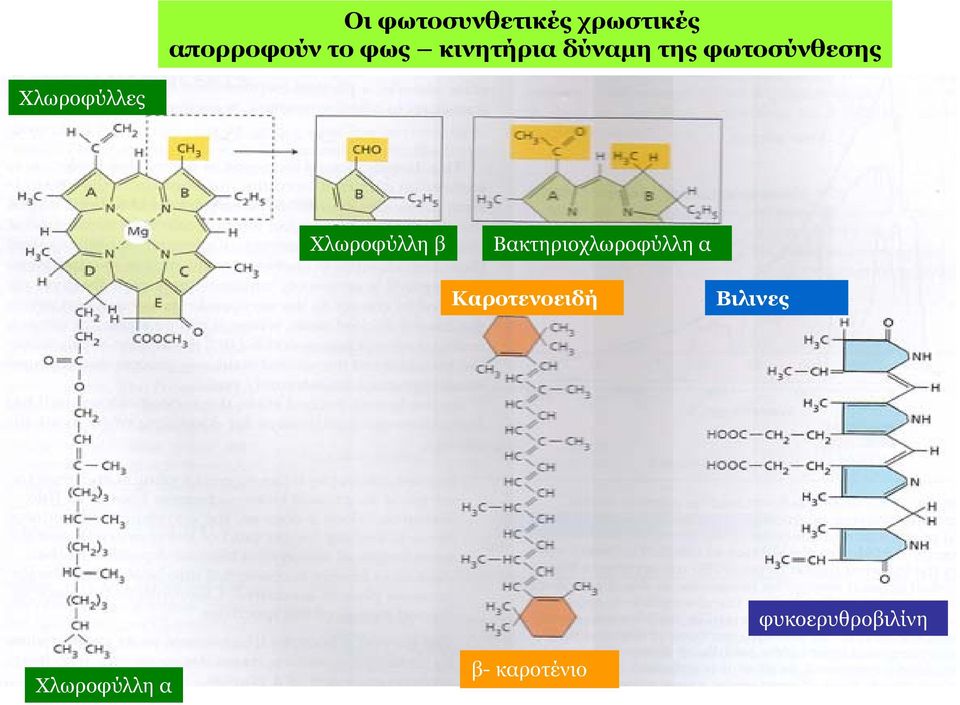 Χλωροφύλλη β Βακτηριοχλωροφύλλη α Καροτενοειδή
