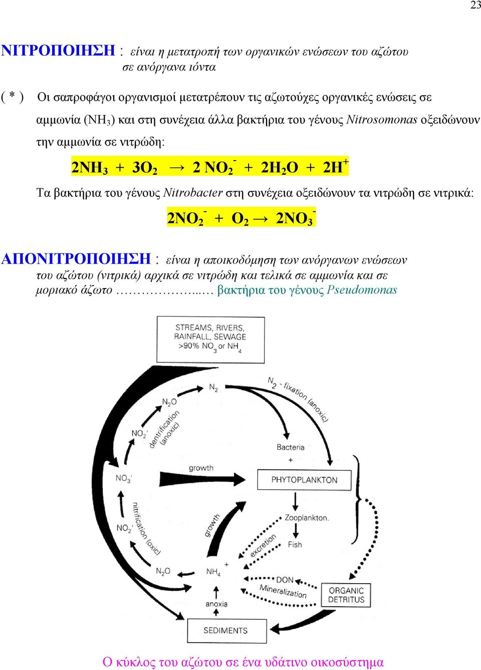 βακτήρια του γένους Nitrobacter στη συνέχεια οξειδώνουν τα νιτρώδη σε νιτρικά: 2ΝΟ 2 - + Ο 2 2ΝΟ 3 - ΑΠΟΝΙΤΡΟΠΟΙΗΣΗ : είναι η αποικοδόμηση των ανόργανων