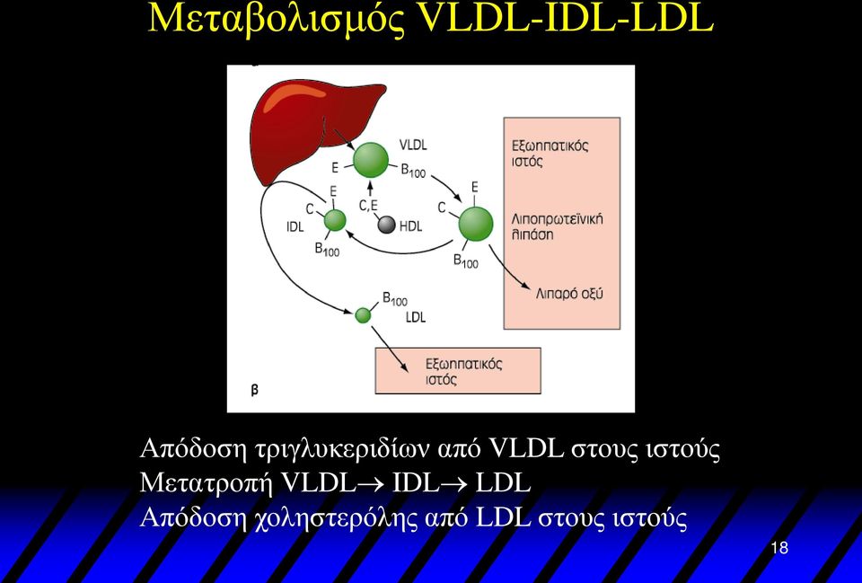 ιστούς Μετατροπή VLDL IDL LDL