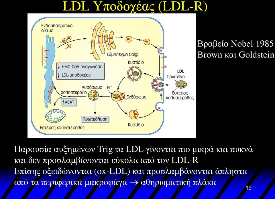 προσλαμβάνονται εύκολα από τον LDL-R Επίσης οξειδώνονται (ox-ldl)